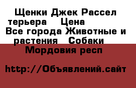 Щенки Джек Рассел терьера  › Цена ­ 15 000 - Все города Животные и растения » Собаки   . Мордовия респ.